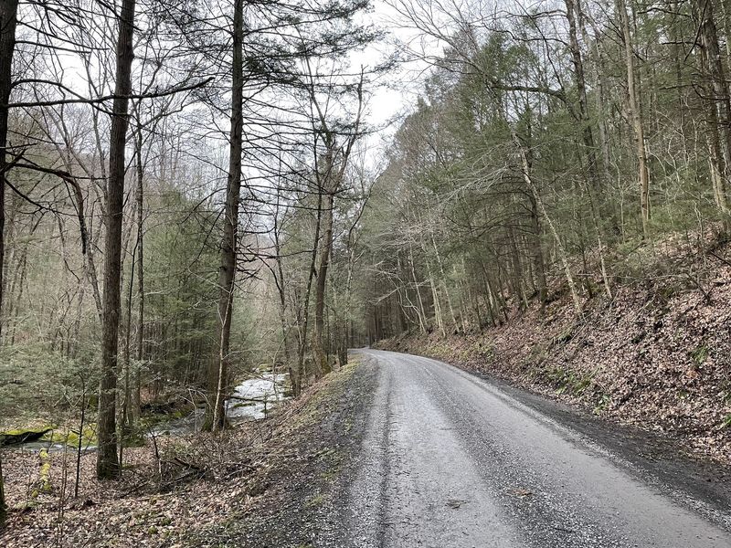 Forest Roads Require a Slower Pace