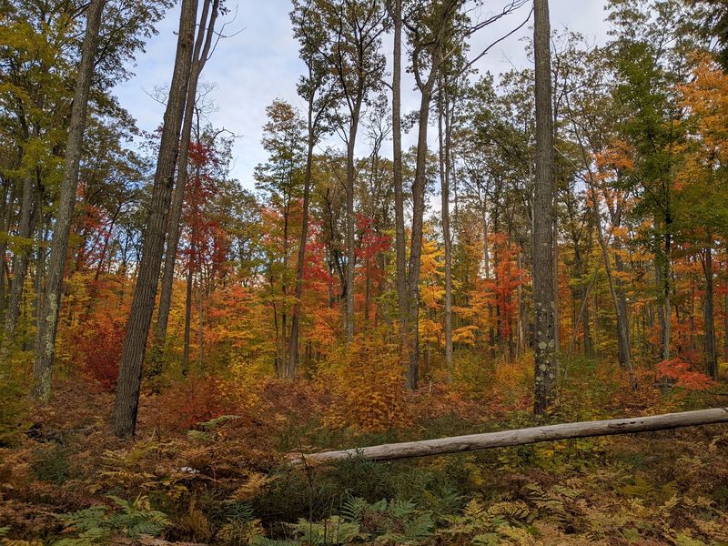 Forests and State Parks Built for Wandering