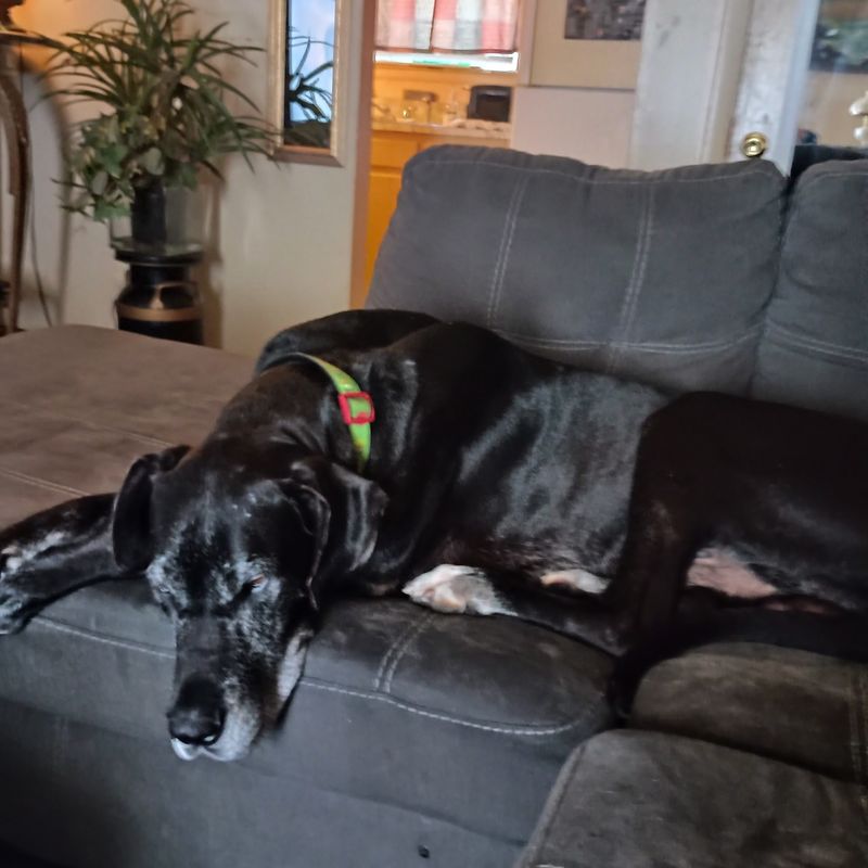 Forever Foster Families Give More Dogs A Place To Call Home Forever Foster Families Give More Dogs A Place To Call Home