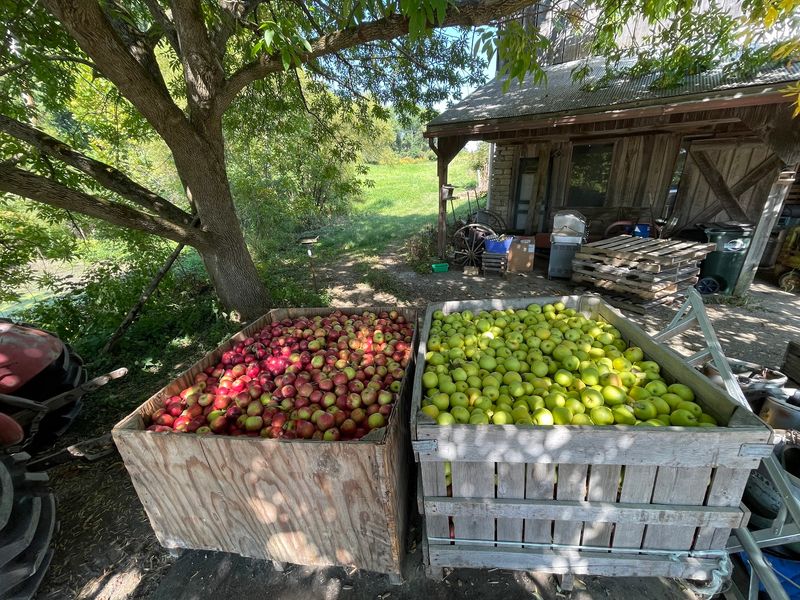 Forty Apple Varieties Means You Might Need A Game Plan