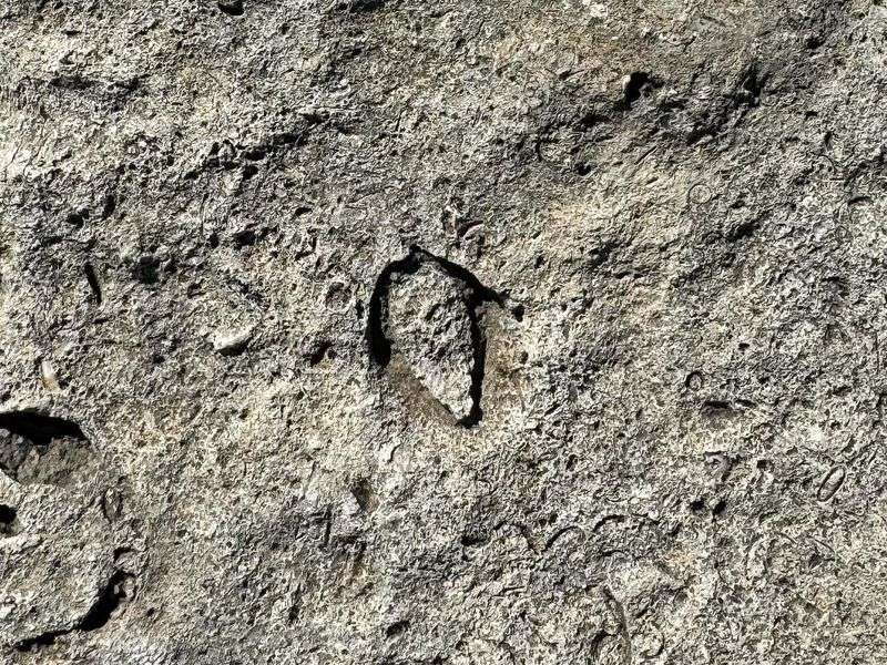 Fossil Hunting With Your Eyes Only
