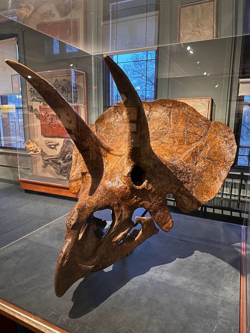 Fossils, Dinosaurs, and Four Museums for One