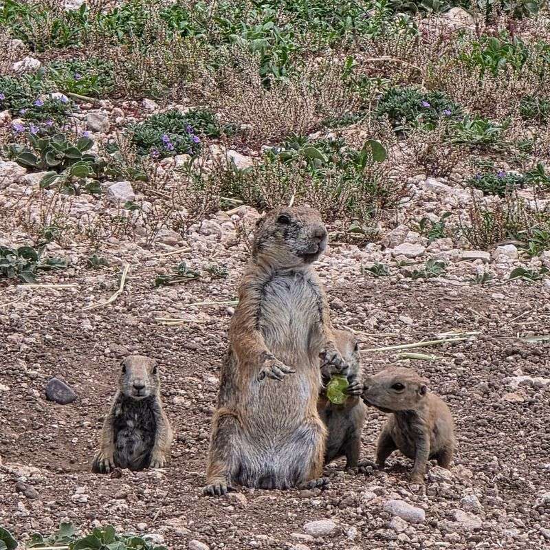 Four Prairie Dogs Started an Entire Town Four Prairie Dogs Started an Entire Town