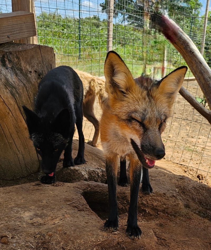 Foxes With Big Personalities Foxes With Big Personalities