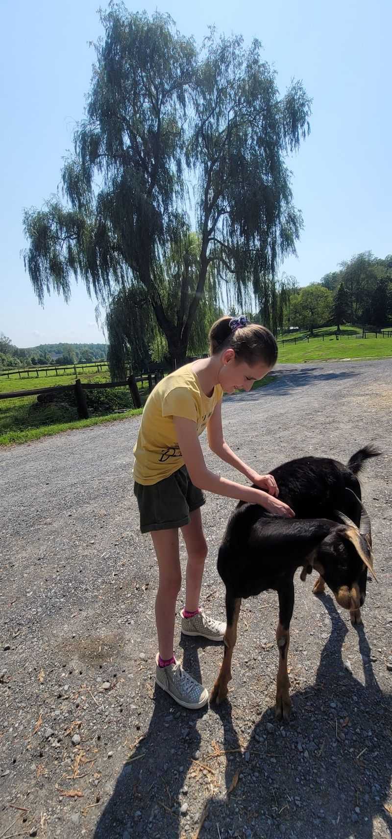 Free-Roaming Goats With Opinions