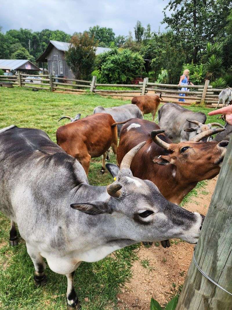 Friendly Animals With Zero Patience
