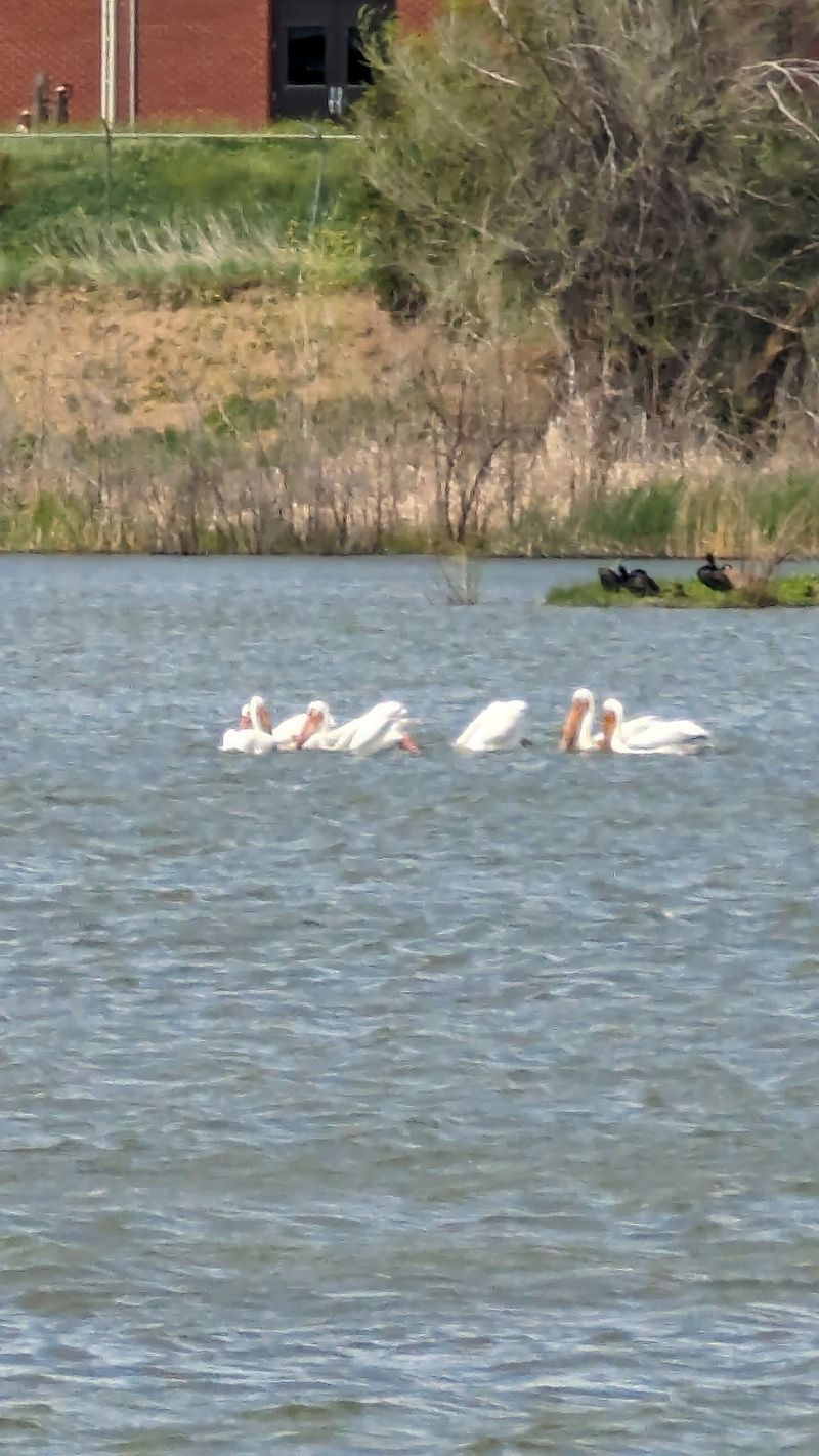 From Gravel Pits to Bird Haven