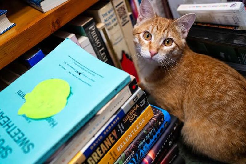 Furry Staff on Shelf Duty Furry Staff on Shelf Duty