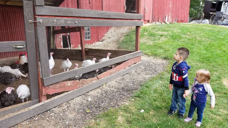 Get A Glimpse Of Life On A Working Farm
