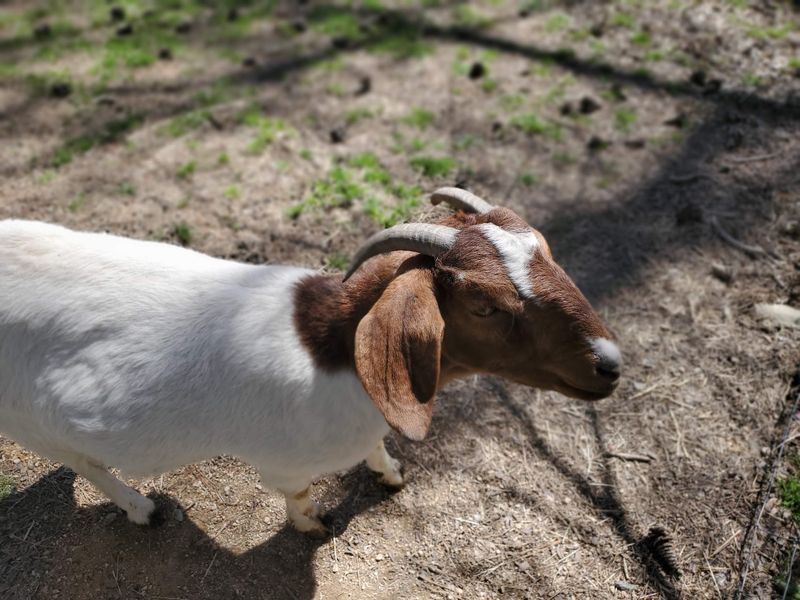 Goats, Chickens, and a Few Guinea Fowl