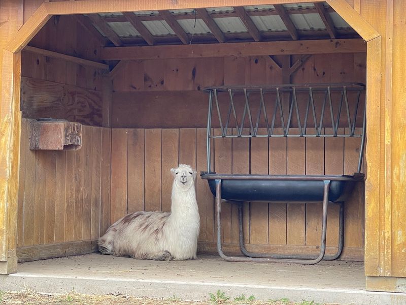 Goats, Llamas, And A Place Called Bunnyville