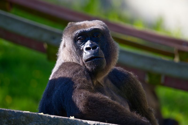 Gorillas Must Ride Up Front