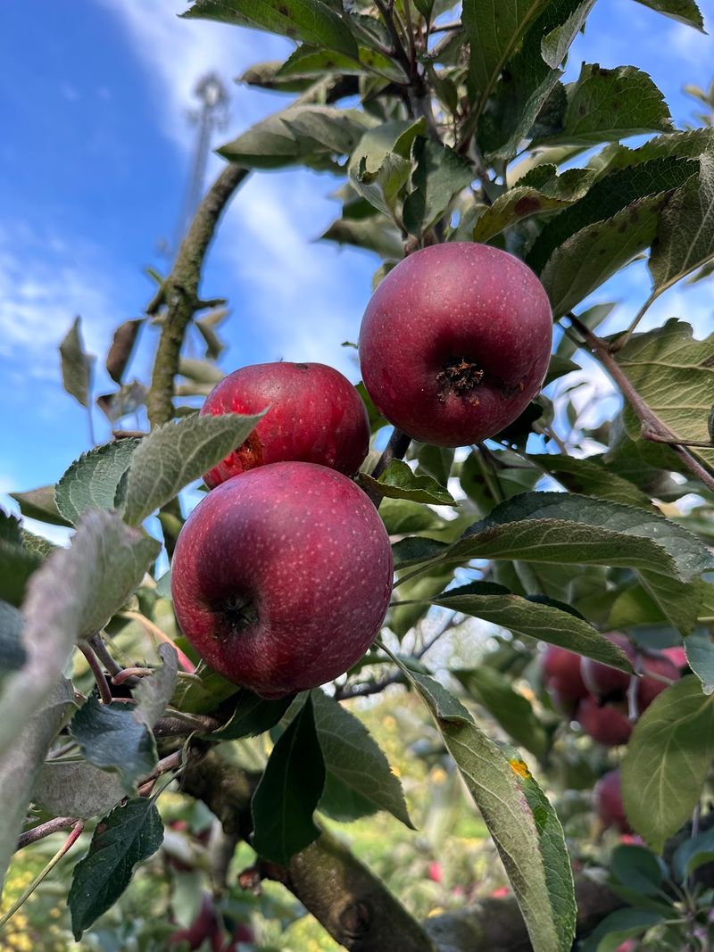 Grab A Bag Because The Orchard Is Calling