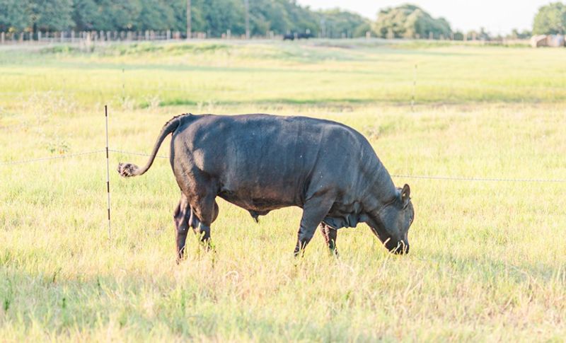 Grass-Fed Beef From Little Dexter Cows