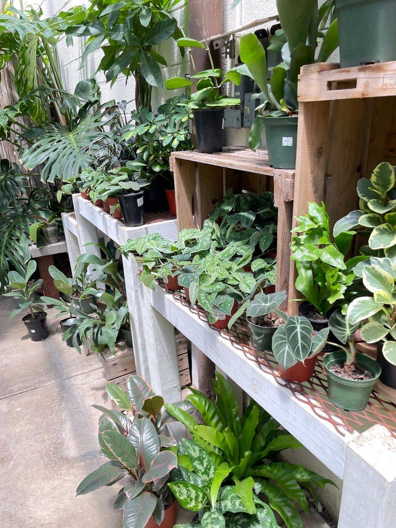 Greenhouses Full of Houseplants Greenhouses Full of Houseplants