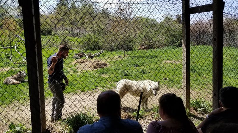 Guides Who Could Talk Wolves All Day Guides Who Could Talk Wolves All Day