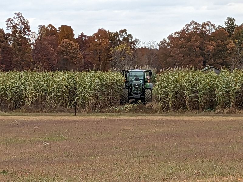 Homegrown Sorghum Cane Starts The Syrup-Making Process