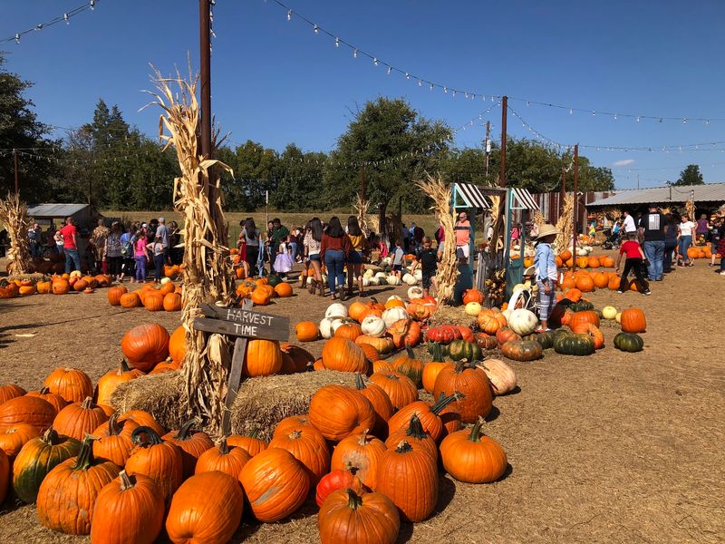 Hall's Pumpkin Farm (Grapevine) Hall's Pumpkin Farm (Grapevine)