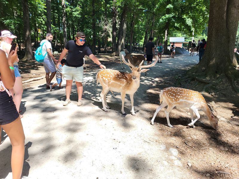 Hand-Feeding Deer Is The Moment Everyone Remembers