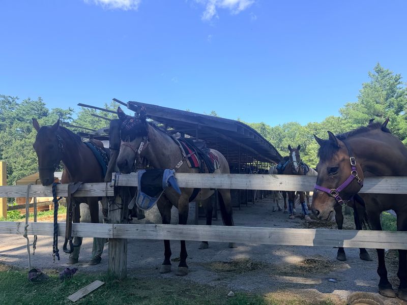 Happy, Rested Horses Make For Better Rides