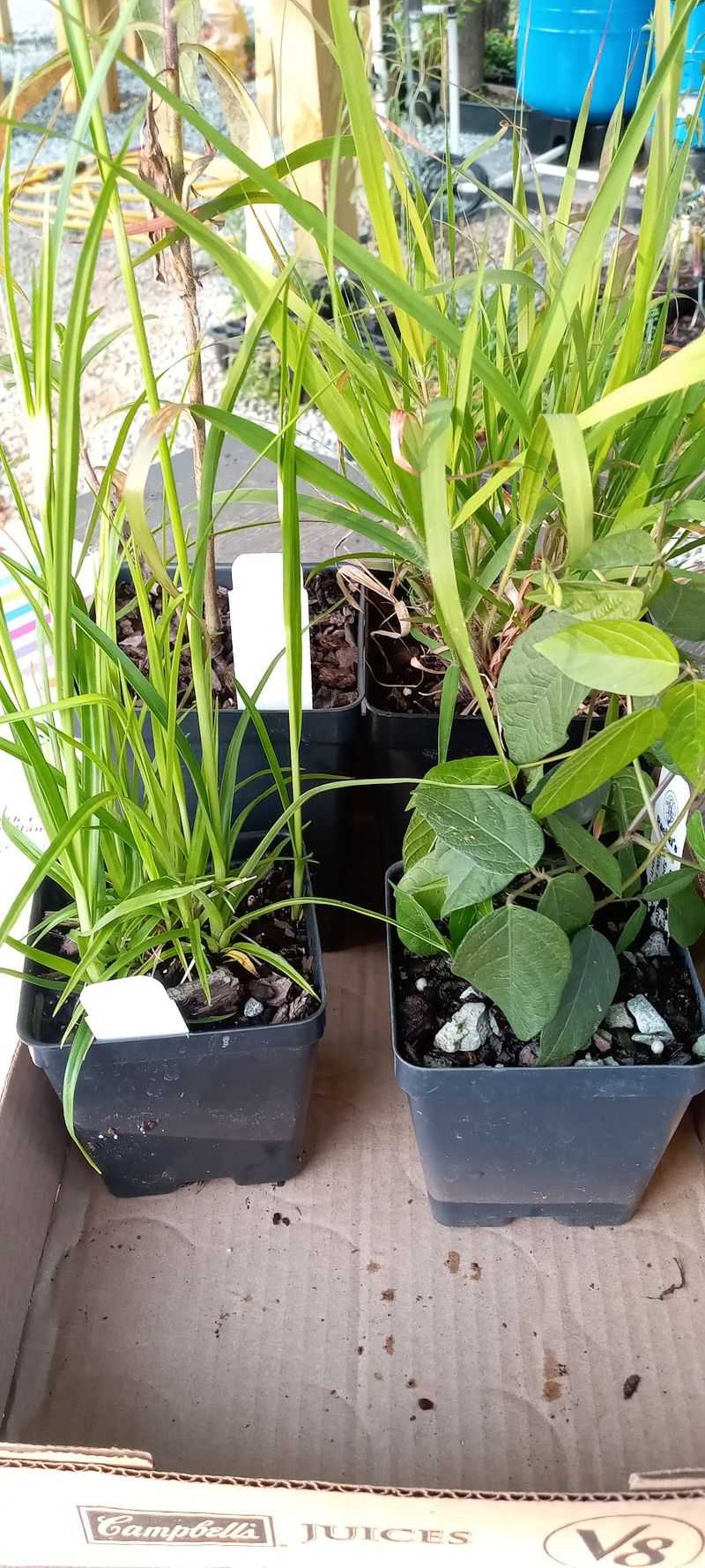 Healthy Roots, Ready to Plant Healthy Roots, Ready to Plant