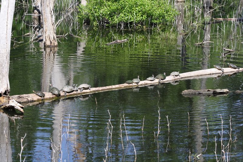 Heard Natural Science Museum and Wildlife Sanctuary