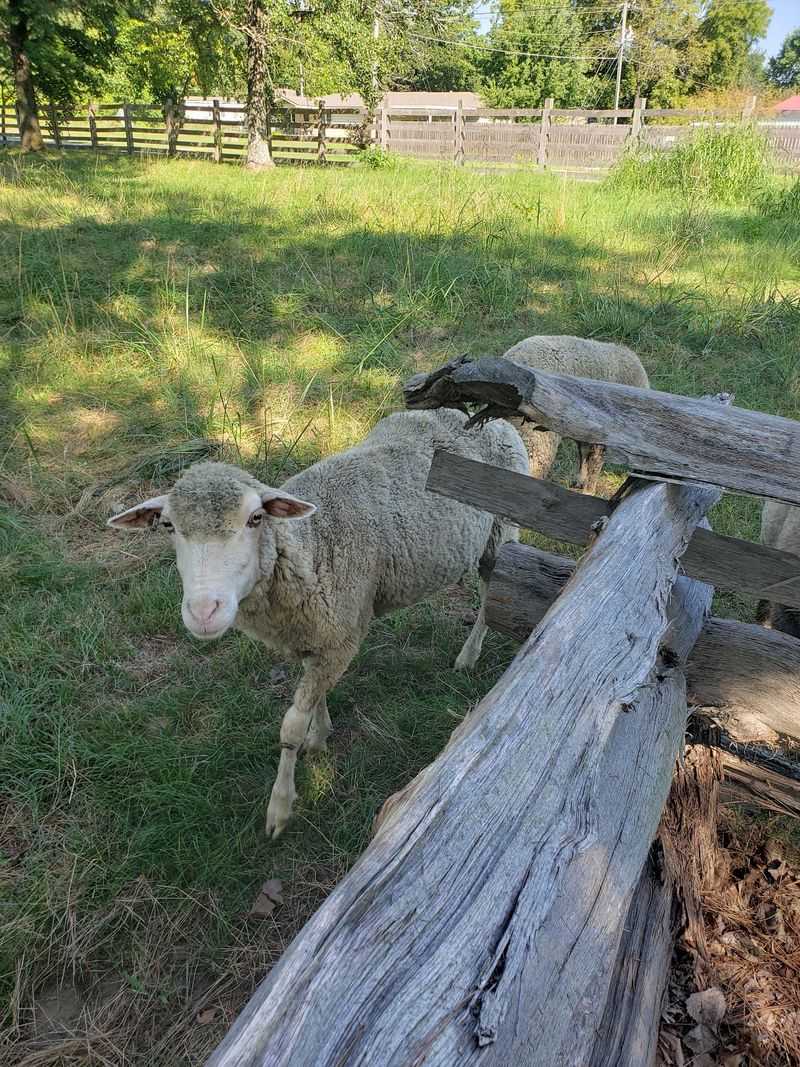 Heritage Breeds on the Homestead