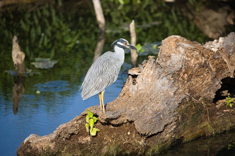 Herons, Turtles, And Frogs All Want Your Attention