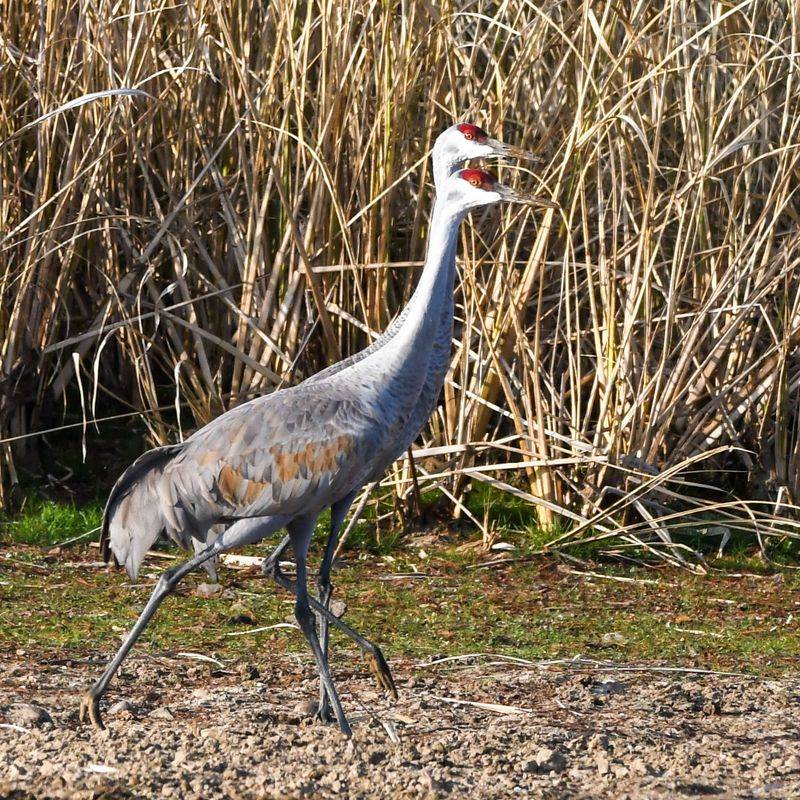 Hiwassee Wildlife Refuge Is Tennessee’s Sandhill Crane Hotspot Hiwassee Wildlife Refuge Is Tennessee’s Sandhill Crane Hotspot