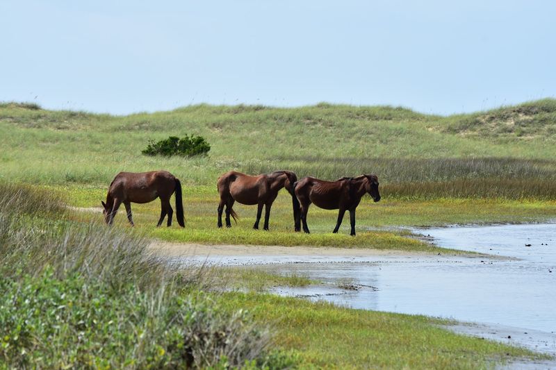 Horses That Live on Their Own Terms Horses That Live on Their Own Terms