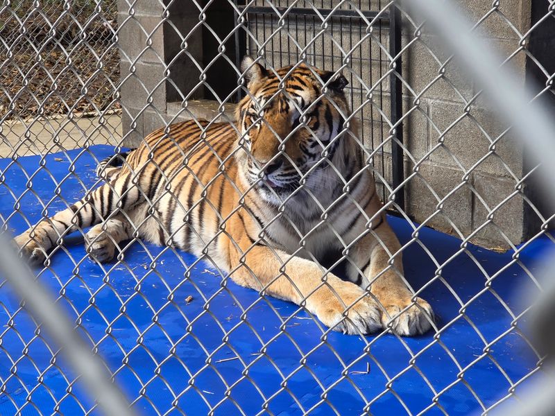 In-Sync Exotics Wildlife Rescue and Educational Center