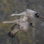 It’s Sandhill Crane Season in Tennessee – Here’s Where to See Thousands of Them