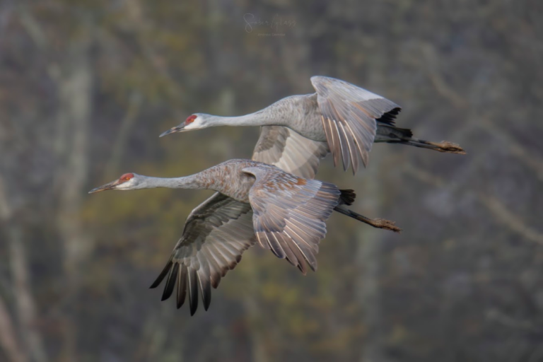 It’s Sandhill Crane Season in Tennessee – Here’s Where to See Thousands of Them