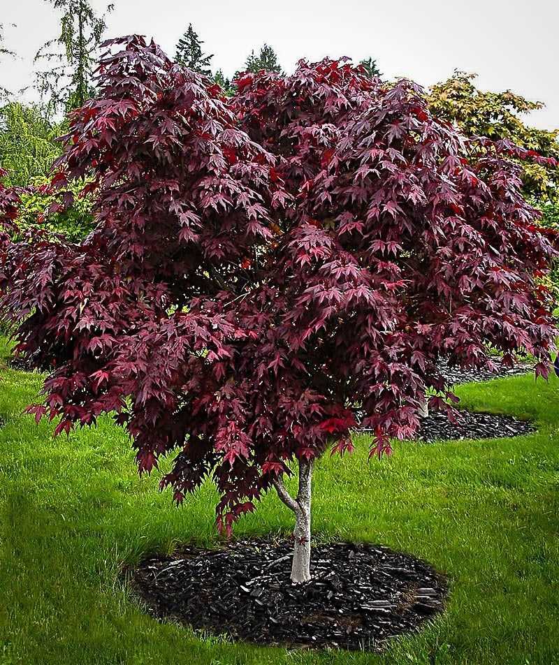 Japanese Maple ‘Bloodgood’: A Refined Burgundy Garden Accent Japanese Maple ‘Bloodgood’: A Refined Burgundy Garden Accent