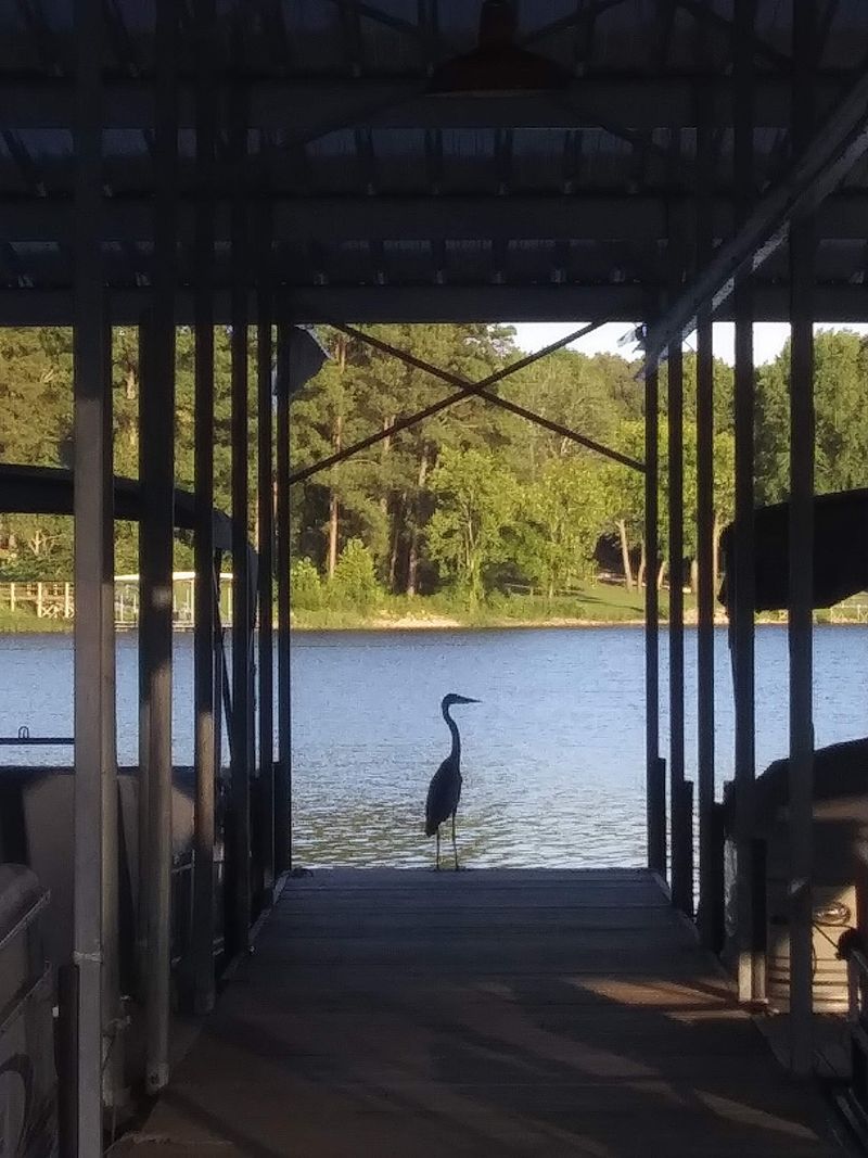 The Deck Comes With Some Feathered And Finned Neighbors