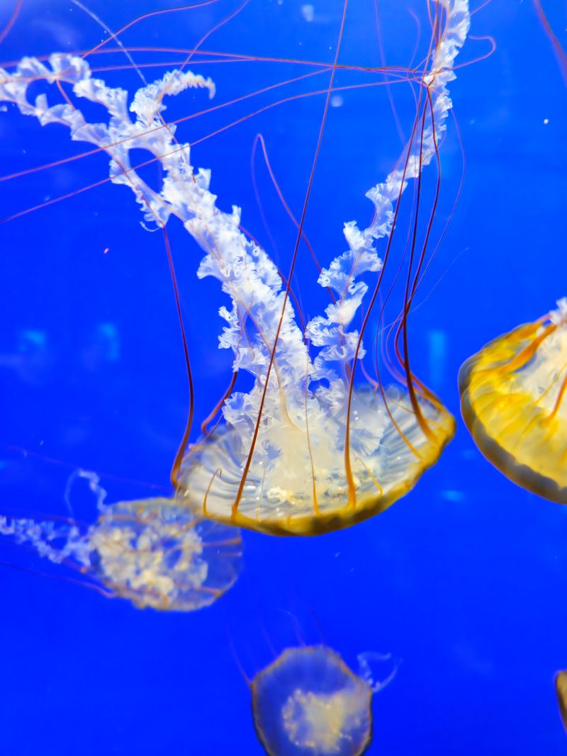 Jellyfish That Glow Like Lava Lamps