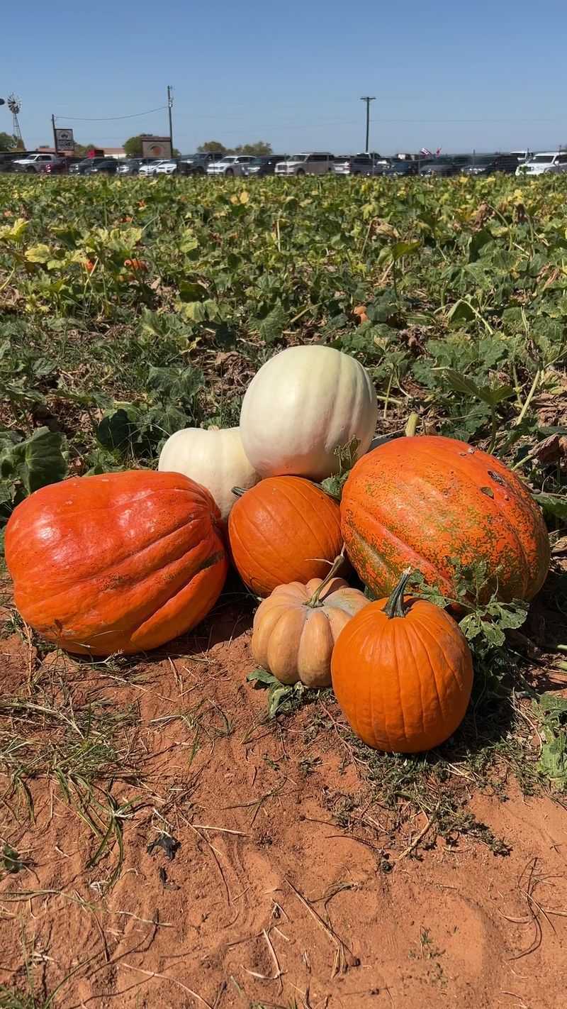 Jenschke Orchards (Fredericksburg)