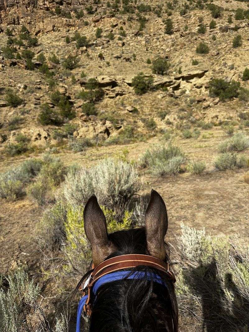 Boots, Saddles, or Four Wheels: Picking Your Ride