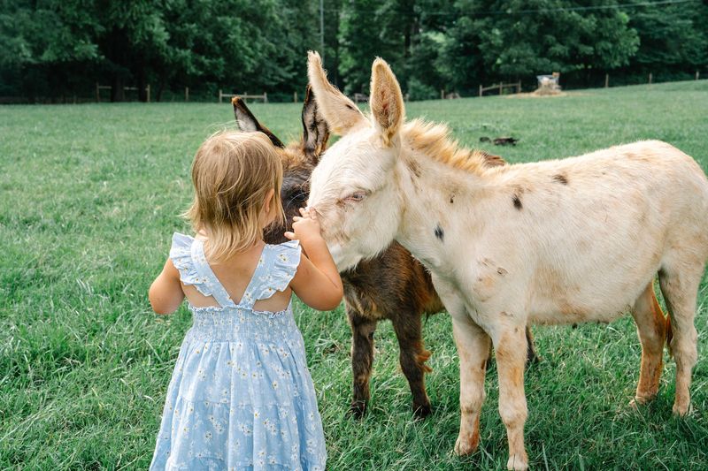 June, the Goats, and Two Little Donkeys