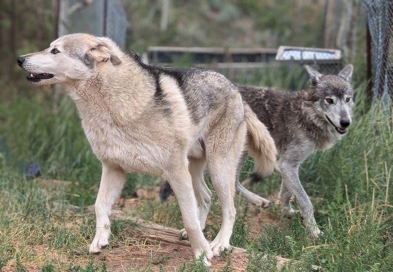 The Real Lesson Hiding Behind the Howls The Real Lesson Hiding Behind the Howls