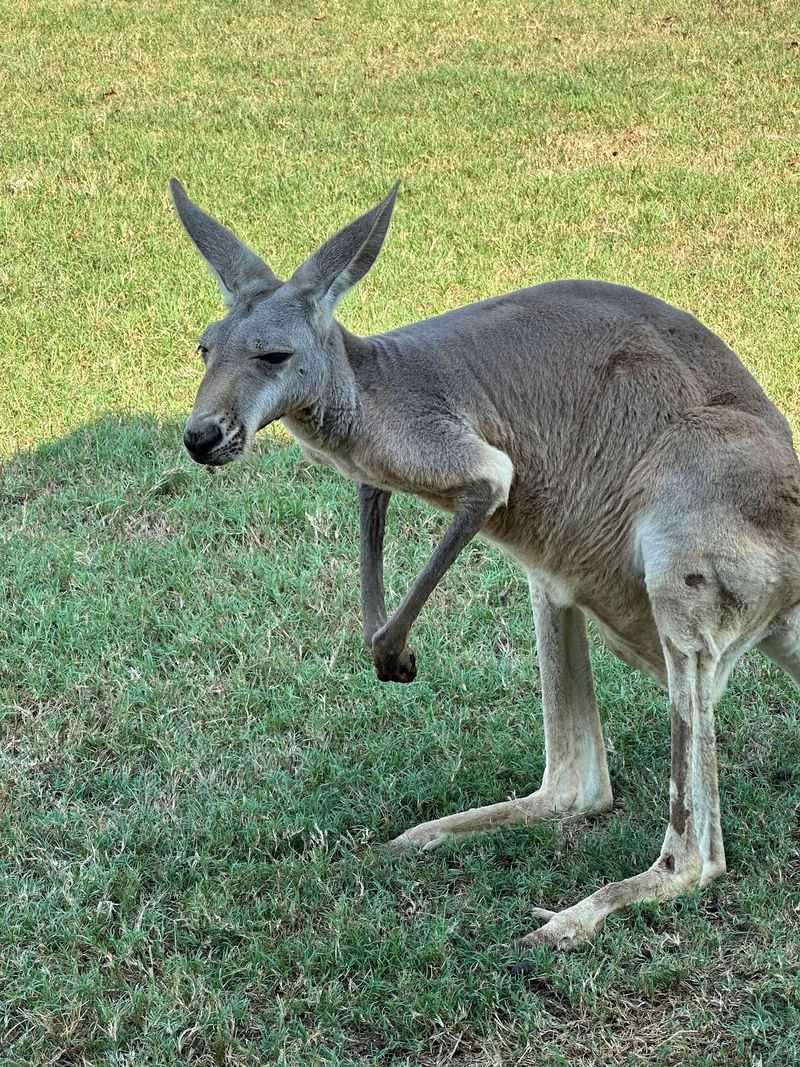 Kangaroos and Capybaras Bring the Bonus Fun Kangaroos and Capybaras Bring the Bonus Fun