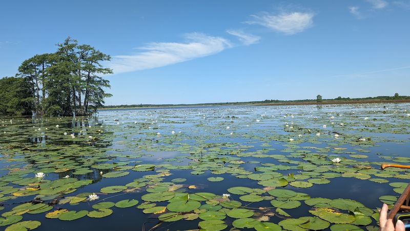 Kayaks, Picnics, and Birdwatching