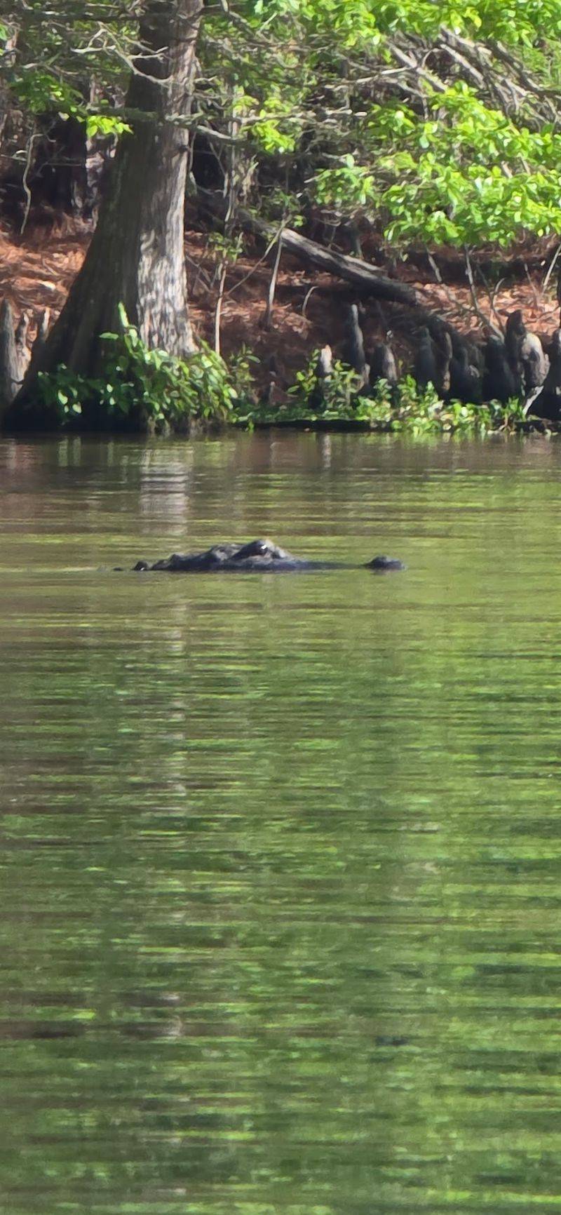 Keep Your Eyes Peeled for Gators and Egrets Keep Your Eyes Peeled for Gators and Egrets