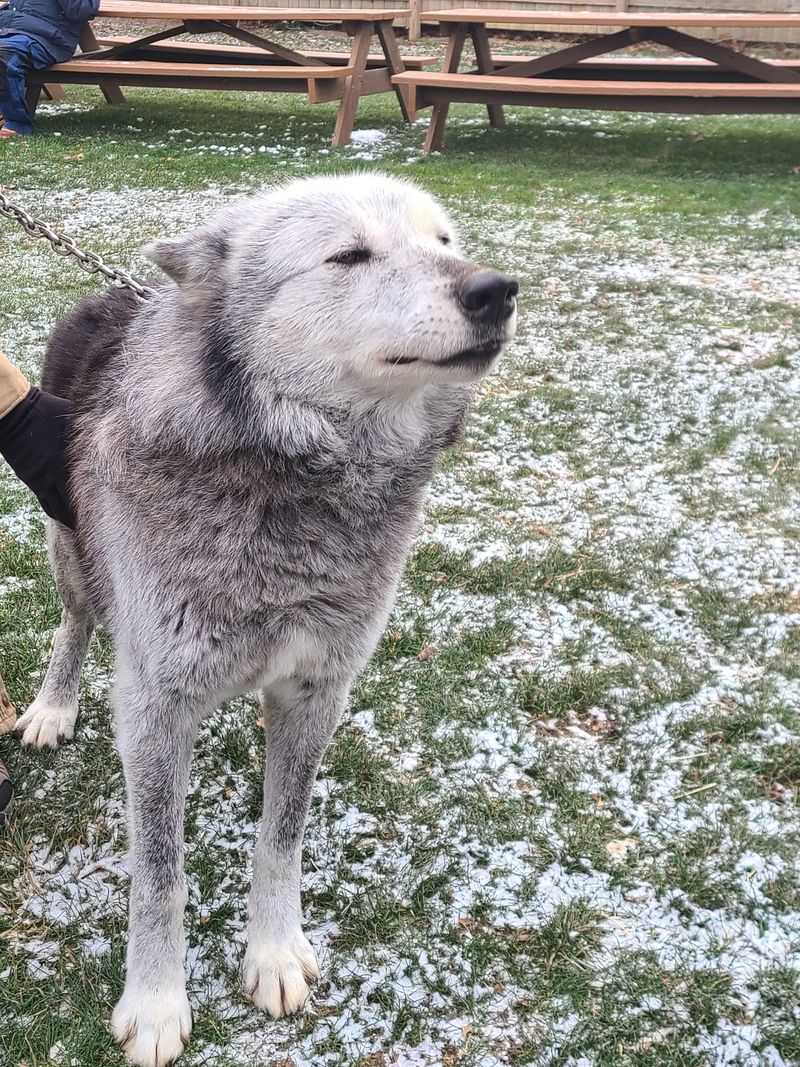 A Wolf Chorus Right Off Farrell Road
