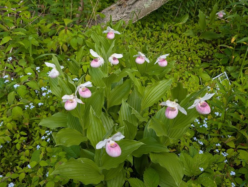 Lady Slipper Lane Lady Slipper Lane