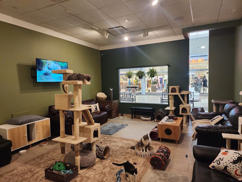 Lazy Cat Lounge and Cafe, Victor, NY Lazy Cat Lounge and Cafe, Victor, NY