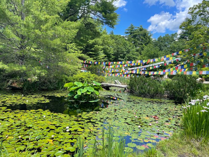Lily Pads, Goldfish, and Frogs