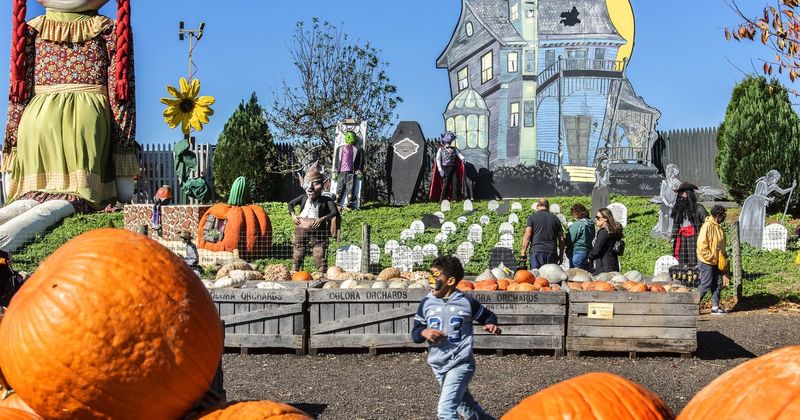 Linvilla Orchard's Pumpkinland