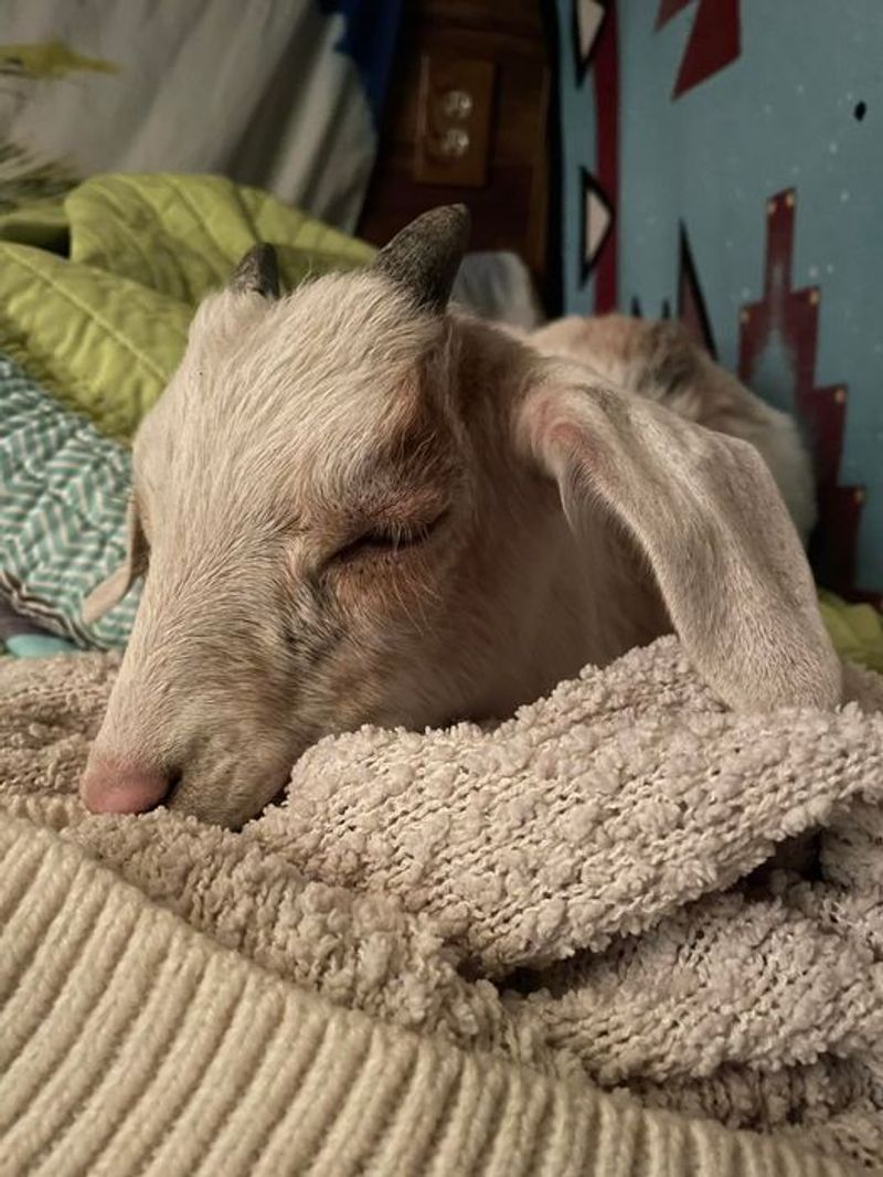 Little Goats With Big Fan Clubs Little Goats With Big Fan Clubs