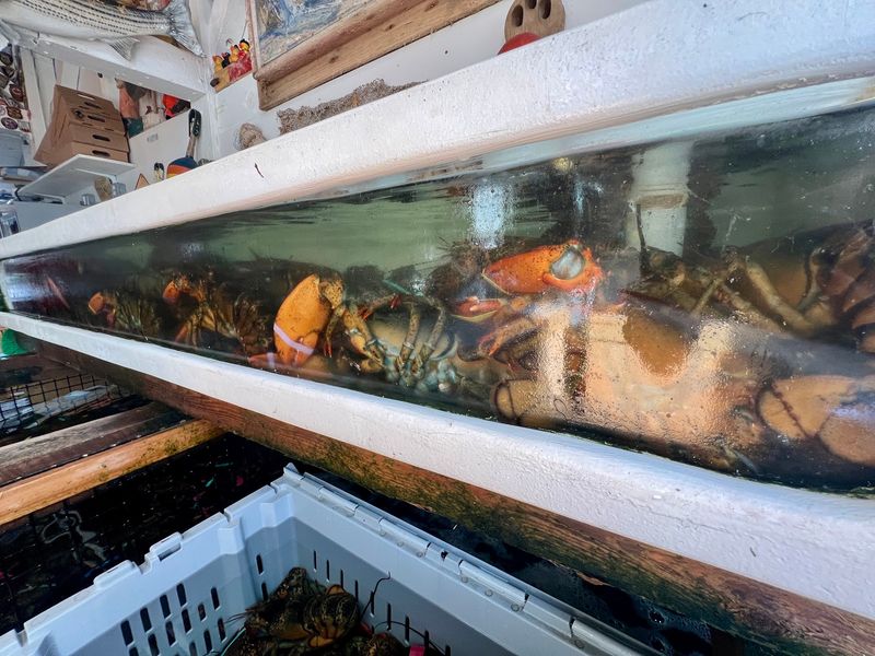 Live Lobsters In The Tanks Make Choosing Dinner Feel Like A Game Live Lobsters In The Tanks Make Choosing Dinner Feel Like A Game